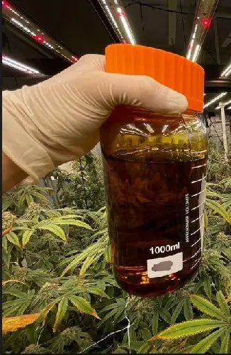 [ОПТ] Дистиллят Вакс D9-THC 98.5% (Distillate D9 WAX)